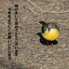 2023年 野鳥①