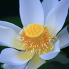 精白