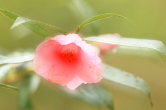 雨上がりに咲く