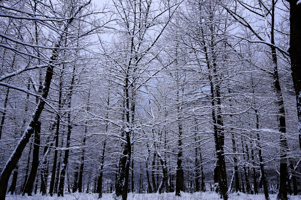 新雪の森