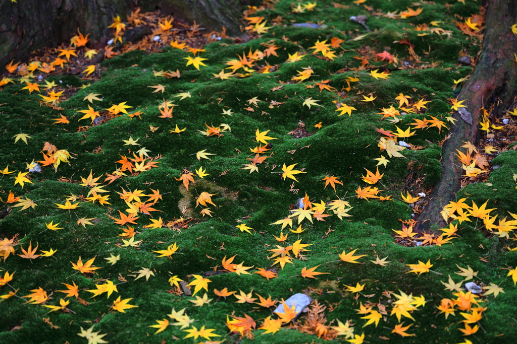 落紅葉