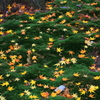落紅葉