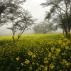 菜の花畑