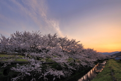 桜並木