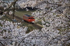 春盛り