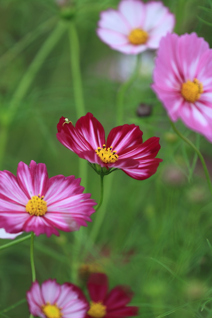 コスモス色々１