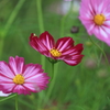 コスモス色々１