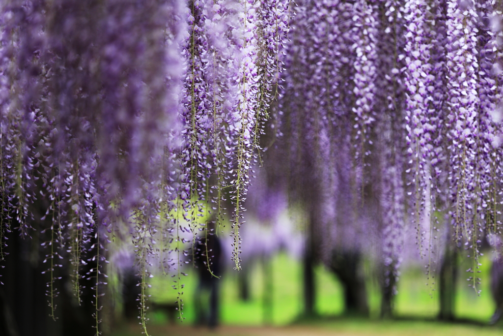 花のれん