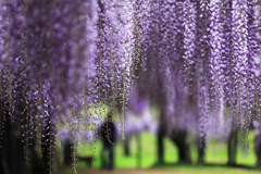 花のれん
