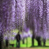 花のれん