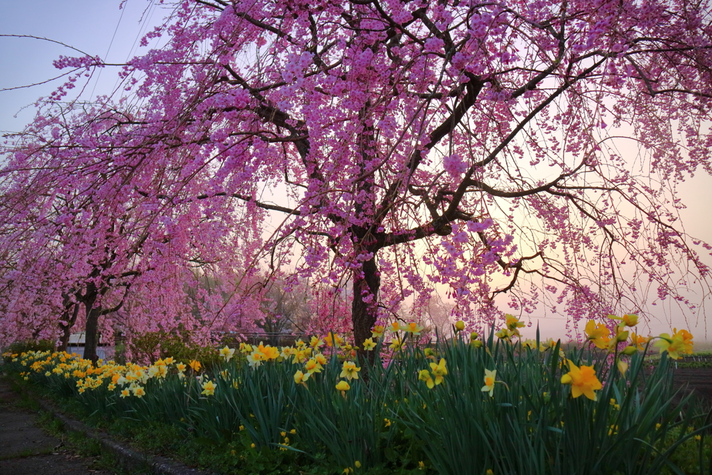 垂れ桜