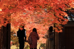 紅葉に染まる山門！