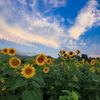 盛夏④