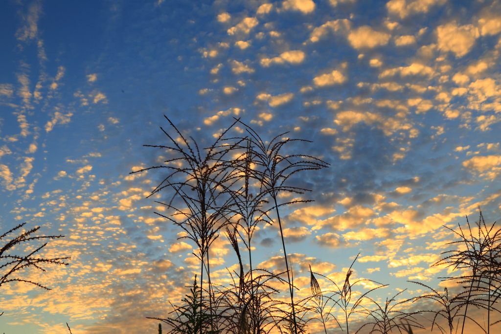 秋空