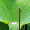 枯れ枝の先