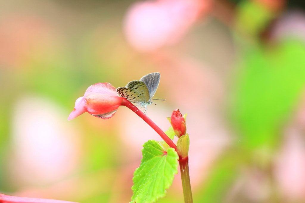 庭で見かけた蝶④