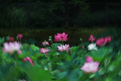 蓮池②