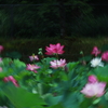 蓮池②
