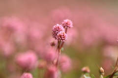 小さな花