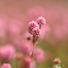 小さな花