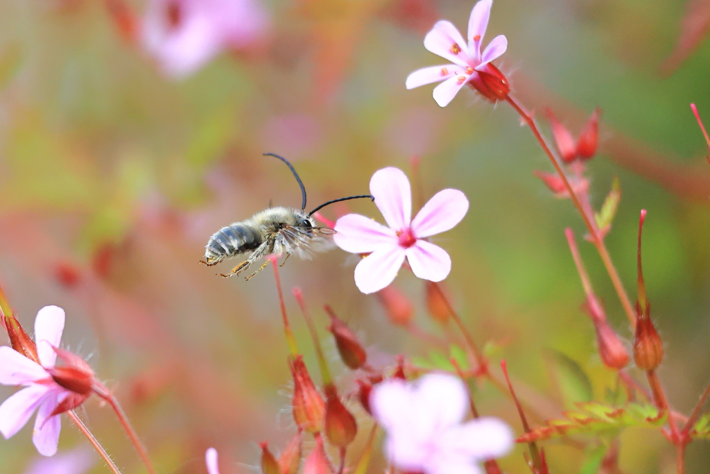 庭の小さな花