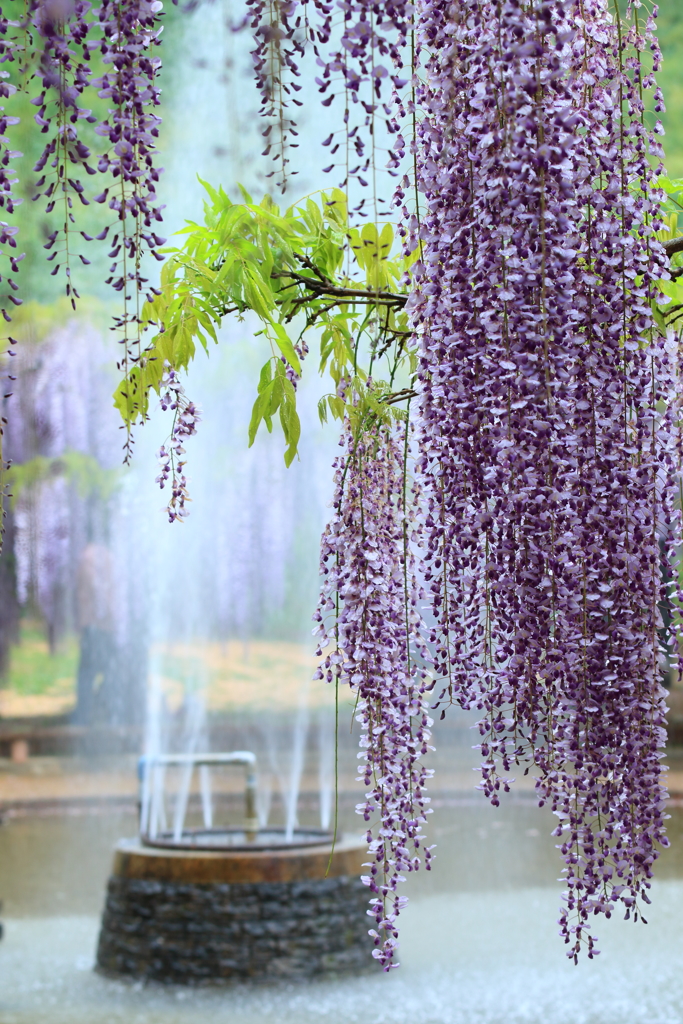 藤公園にて２