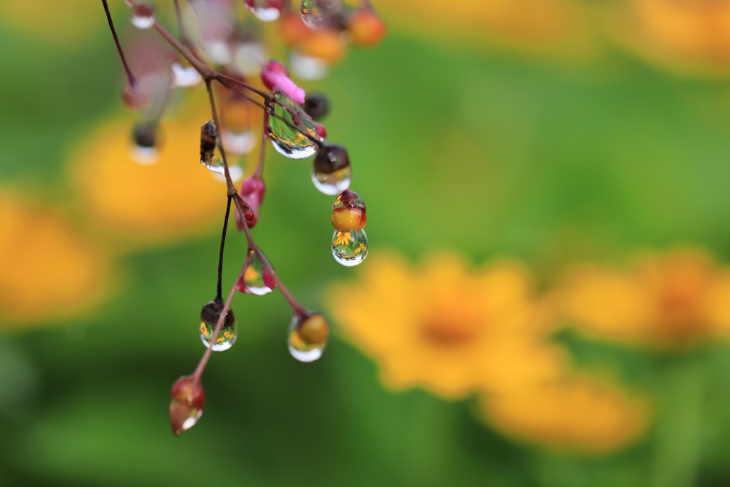 雨上がり