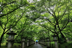 小雨降る新緑の参道