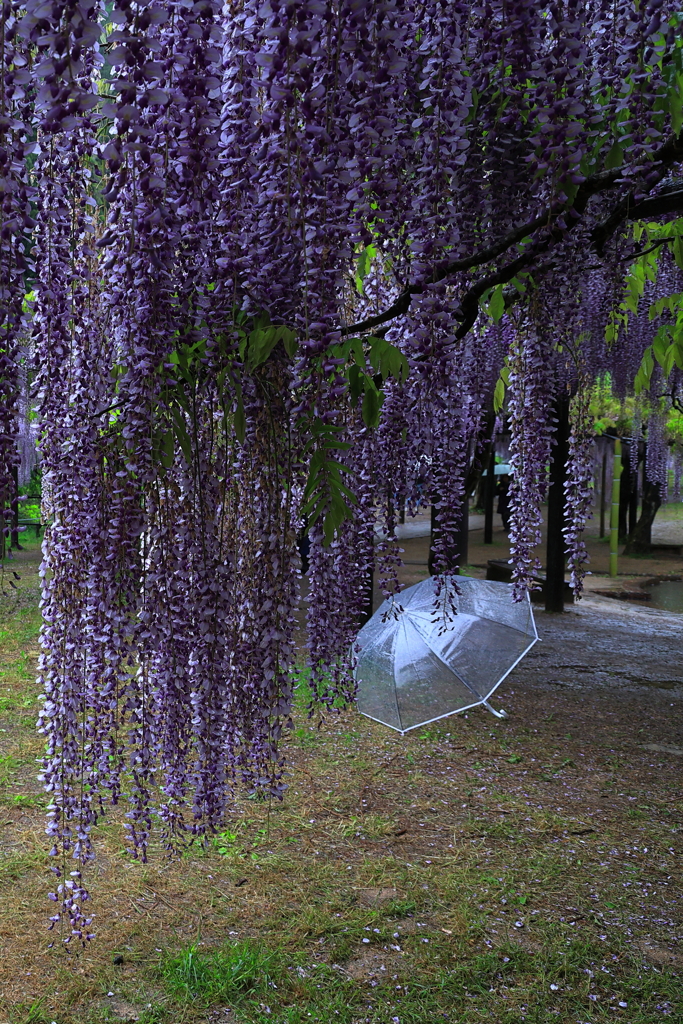 皐月雨②