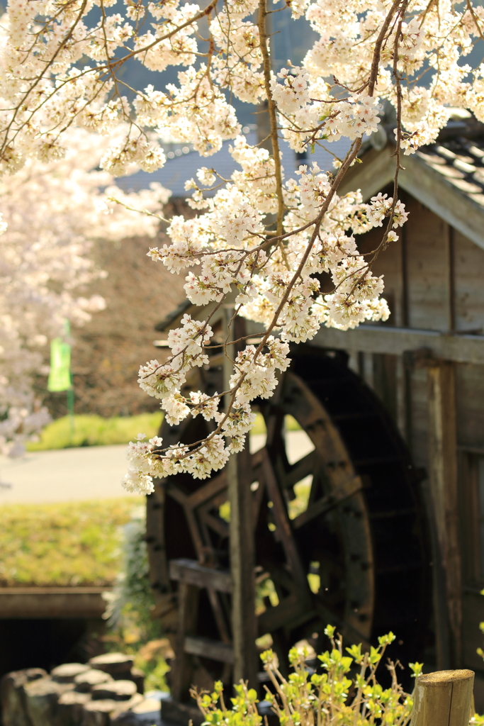 花見日和１