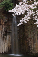 公園の滝と桜