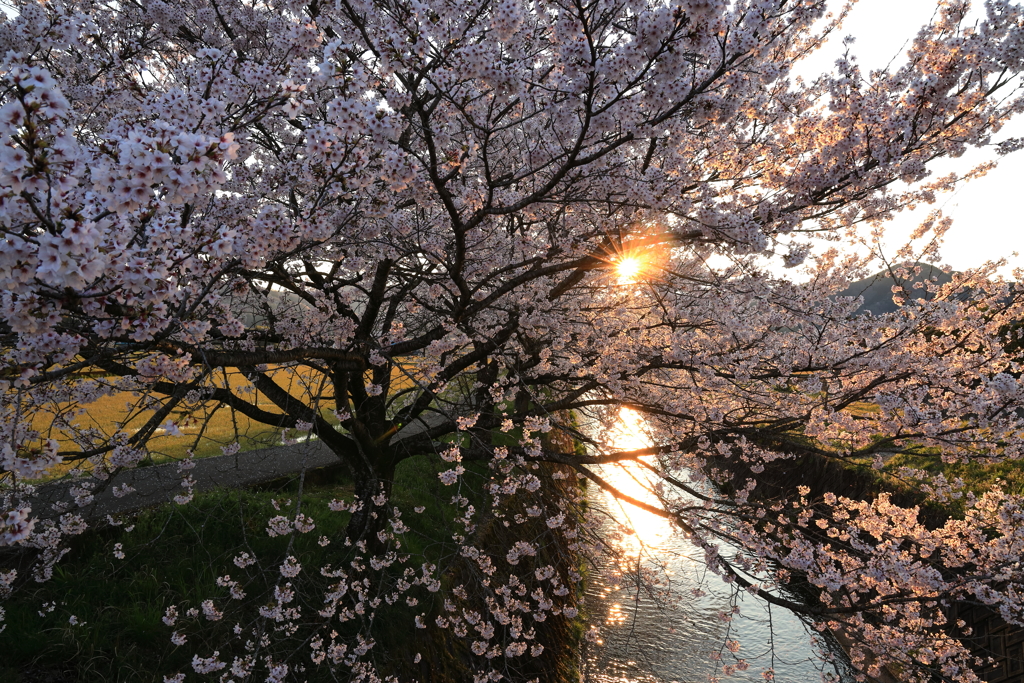 夕陽差し