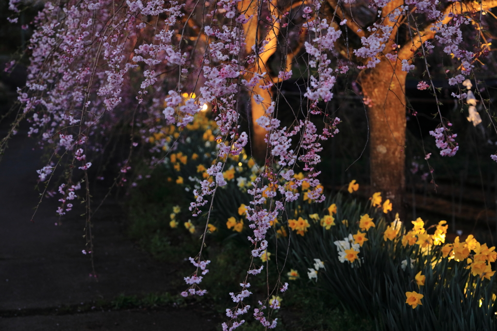 宵のしだれ桜２