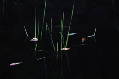 水辺