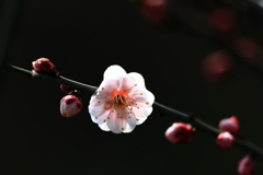 早春の花④