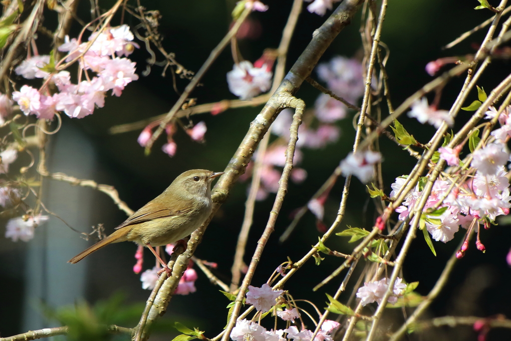 桜の枝に偶然にも！