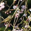 桜の枝に偶然にも！