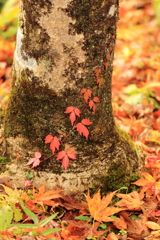 根元の紅葉