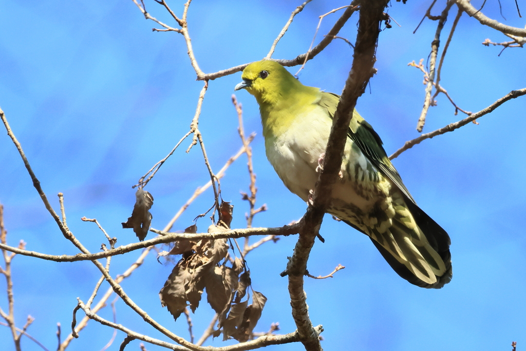 野鳥⑥