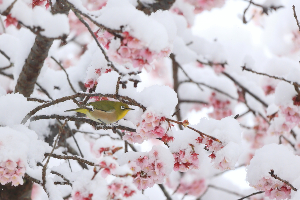 早春の雪