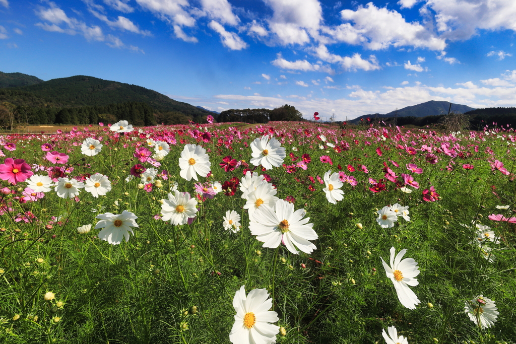 秋晴れの花畑②