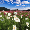 秋晴れの花畑②