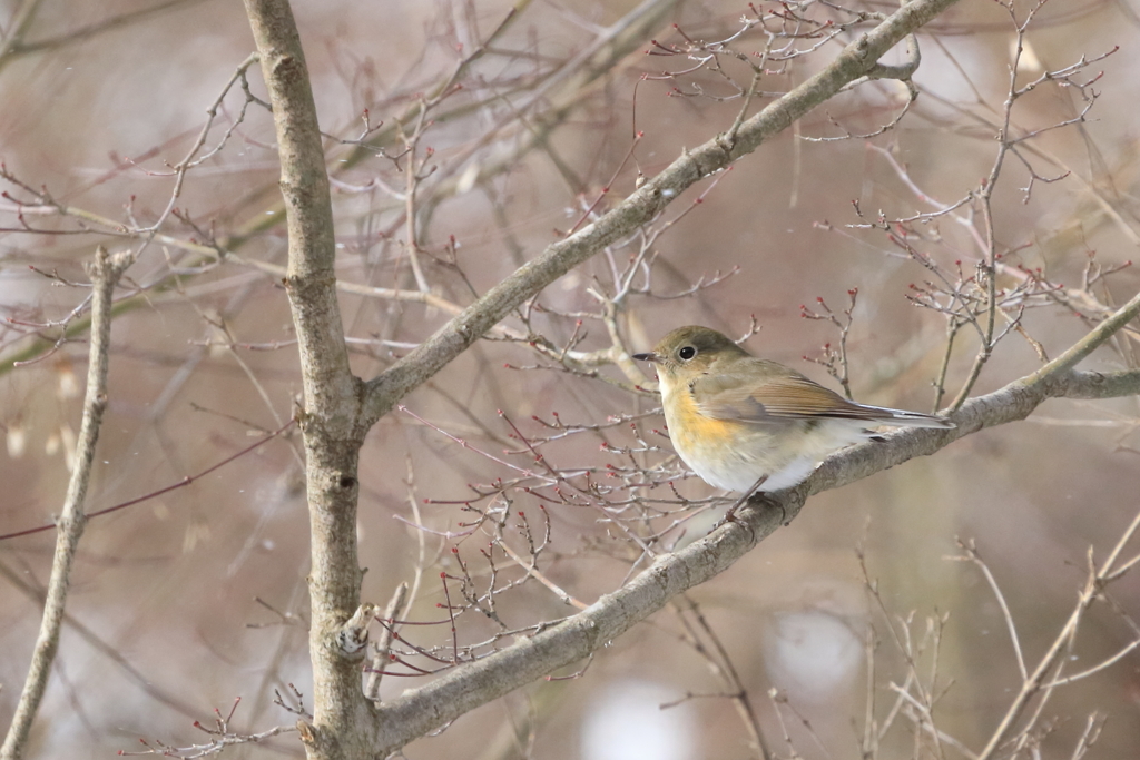 公園で見かけた野鳥⑥