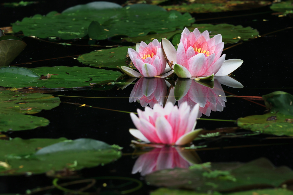 初夏の花