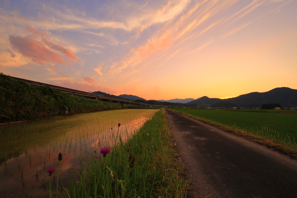 畦道夕景