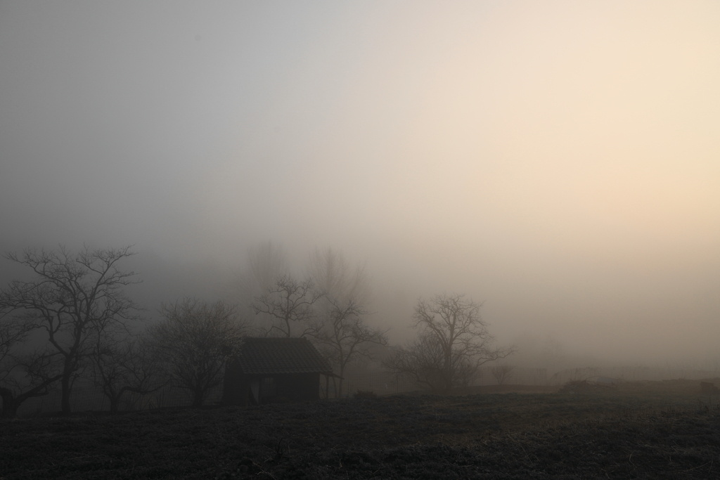 朝靄の情景