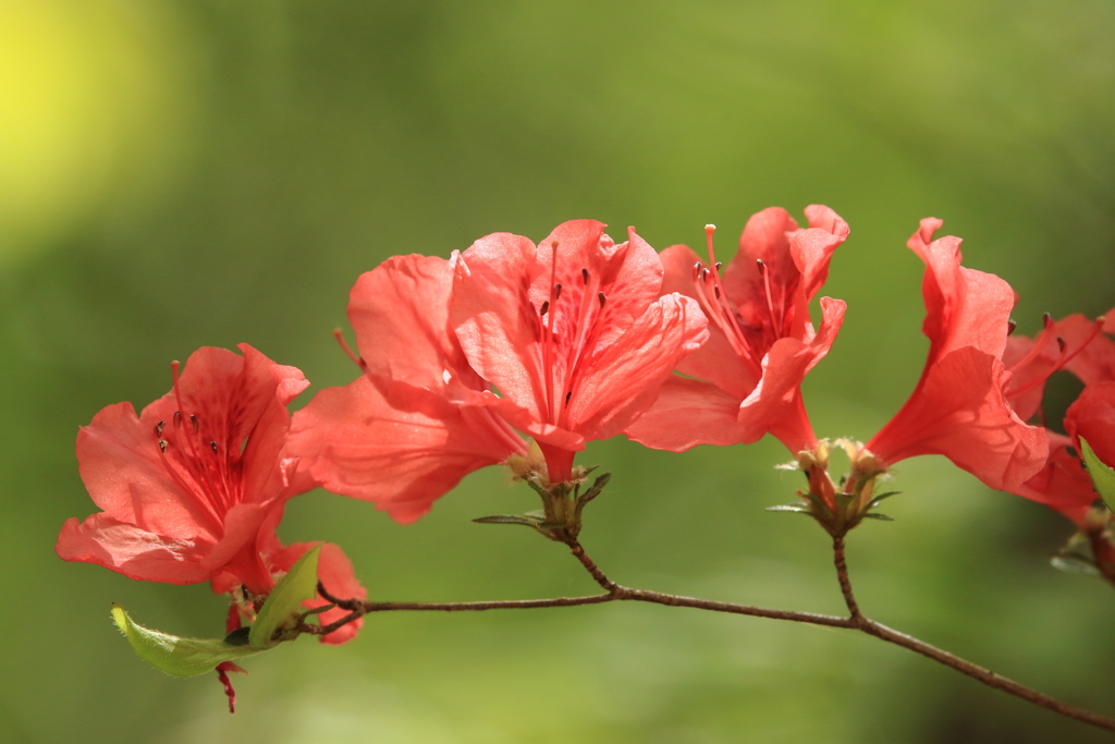 ツツジの花