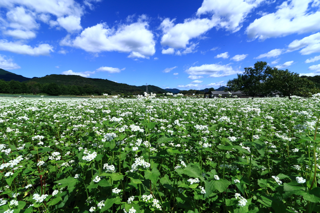 白い雲と白い花