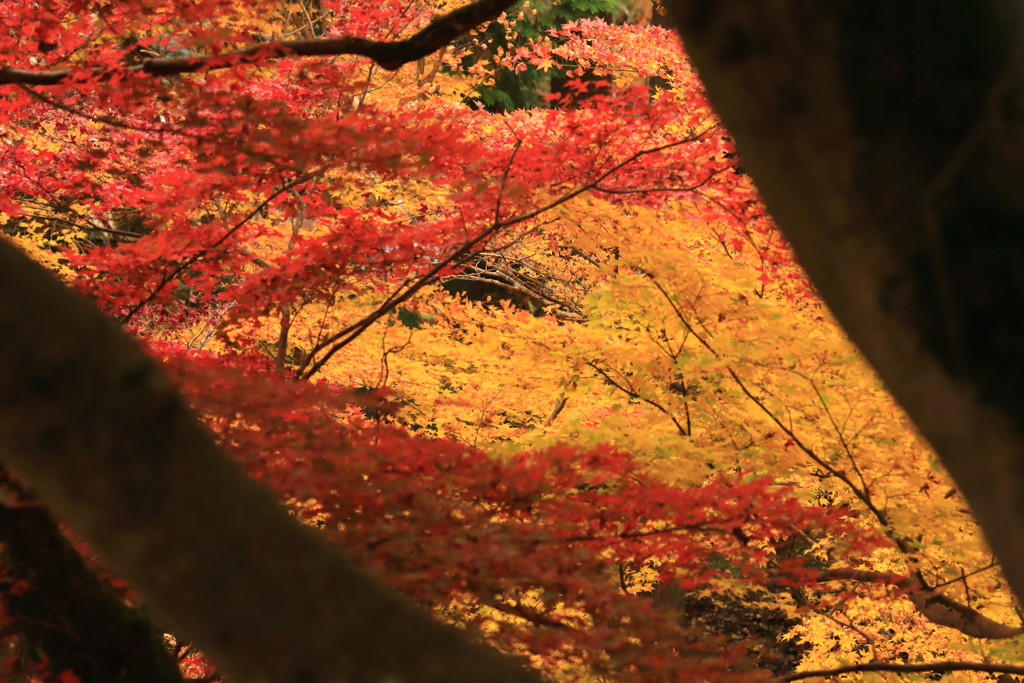 養父神社にて１