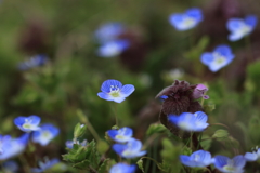 道端に咲いた花